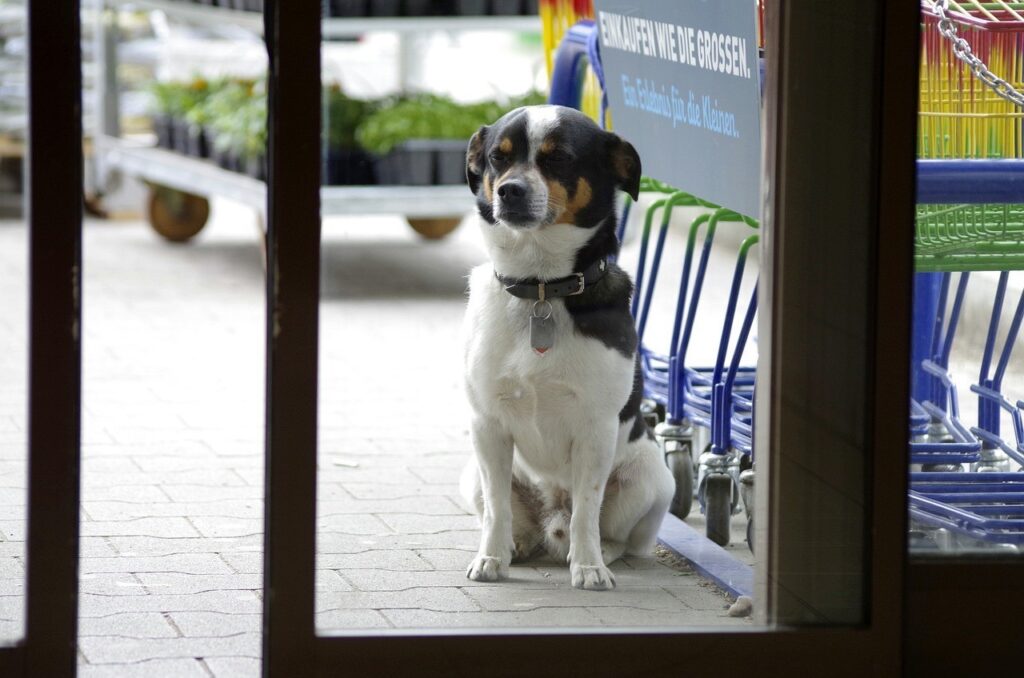 köpek bekle komutu eğitimi