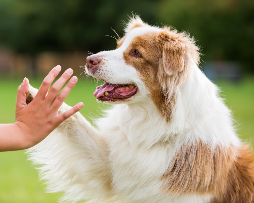 Köpek Eğitim Seti